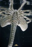  Facehugger Stasis Chamber - Alien - Deep Tale Studio 