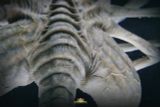  Facehugger Stasis Chamber - Alien - Deep Tale Studio 