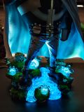  Bartholemew Kuma - One Piece - LX Studio 