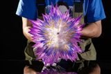 Vegeta - Dragon Ball - Yav May Studio 