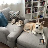  Ghế sofa đơn thư giãn DT13 Somerville phong cách Âu Mỹ sang trọng 