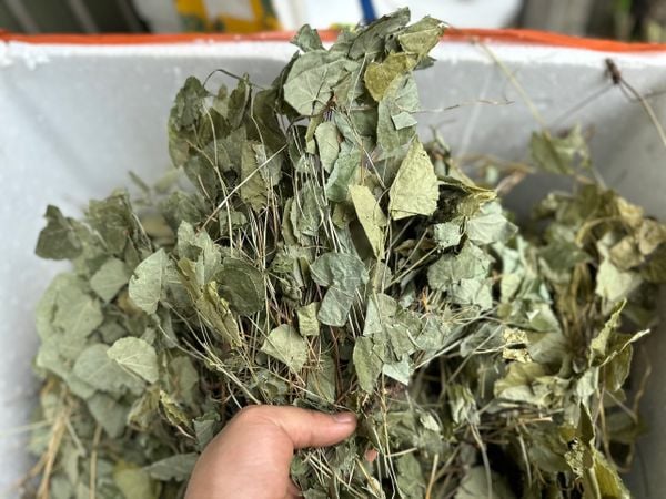 Lá dâm dương hoắc 1kg hàng chuẩn