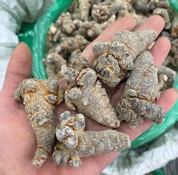 Tam thất bắc khô đủ loại củ bột thái lát
