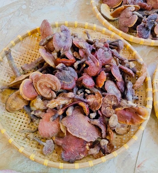 1kg Nấm Lim Xanh rừng hàng xô to nhỏ chưa lựa giá rẻ