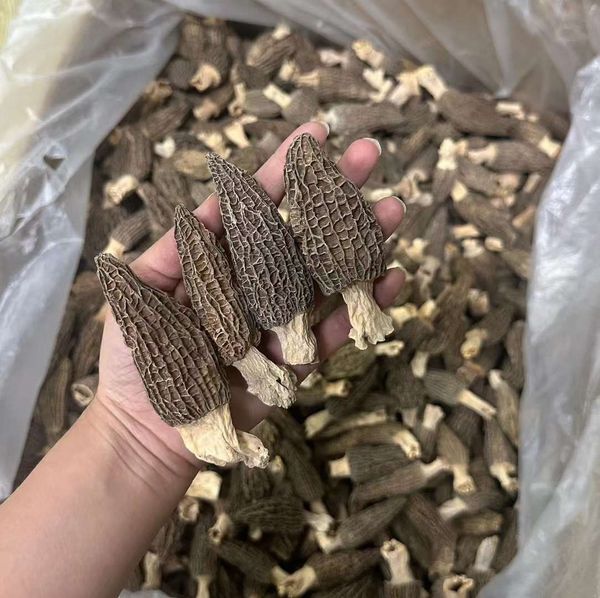 Nấm bụng dê VIP