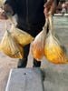 Mật ong rừng nguyên chất bảo hành từng giọt