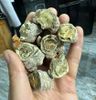 Tam thất bắc khô đủ loại củ bột thái lát