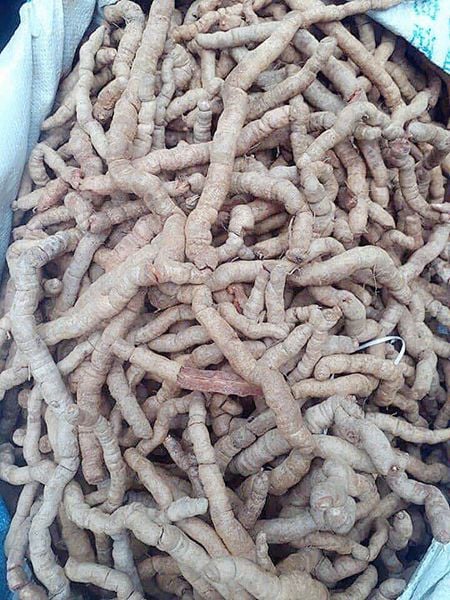 1kg Ba kích tím hàng A1 tươi chưa bóc lõi