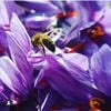 Link Sỉ 1kg saffron chính ngạch nhụy hoa nghệ tây Iran