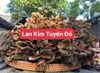 Lan kim tuyến khô hàng tuyển loại 1 bao test