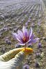 Giá lẻ 1g saffron nhụy hoa nghệ tây Iran Super Negin chính hãng bao check