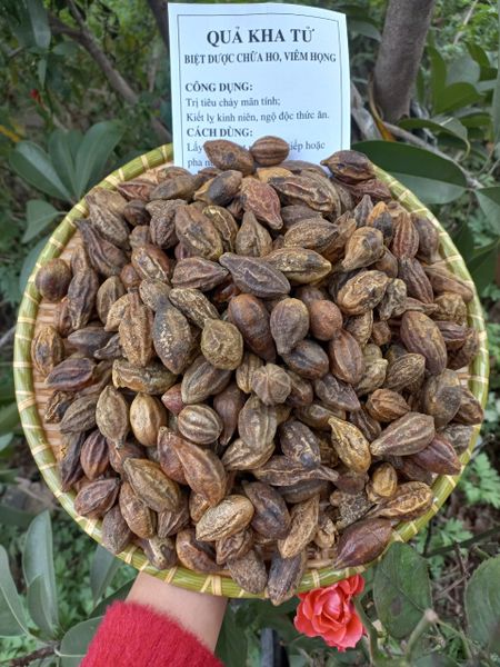 Kha Tử khô