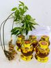 Sâm Ngọc Linh ngâm mật ong rừng