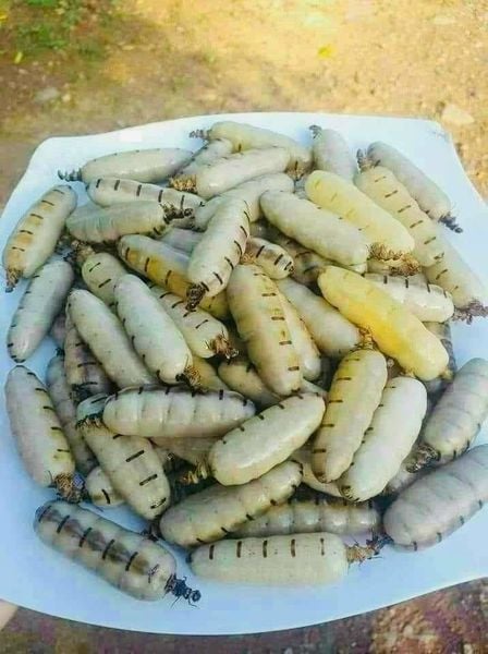 Mối chúa combo 30 con