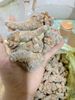 Củ tam thất bắc size 72-76