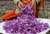 Link Sỉ 1kg saffron chính ngạch nhụy hoa nghệ tây Iran