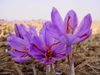 Link Sỉ 1kg saffron chính ngạch nhụy hoa nghệ tây Iran