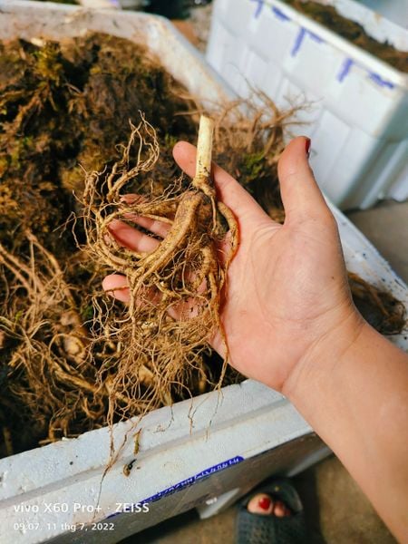 1kg Sâm Trường Bạch tươi
