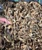 1kg Trà lá trinh nữ hoàng cung khô chuẩn sạch