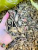 Tam thất bắc thái lát to đẹp chuẩn