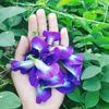 Trà hoa đậu biếc loại 1 hàng mới thơm ngon không ẩm mốc