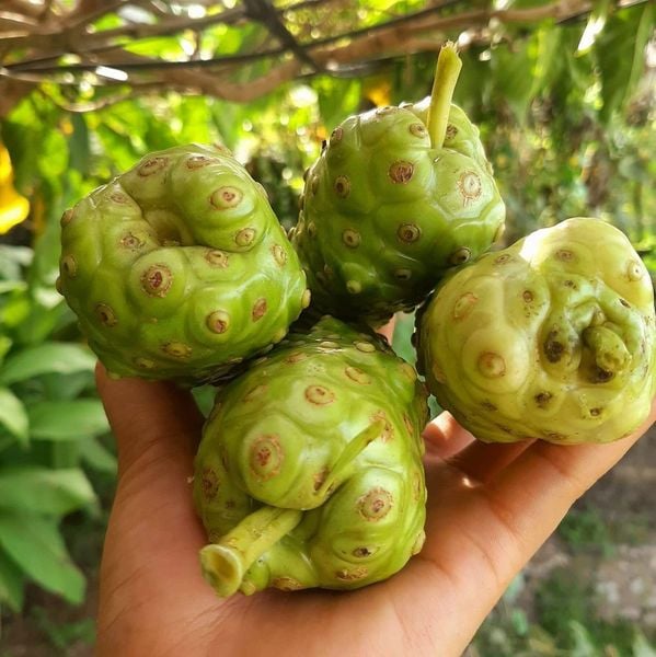 Trái nhàu khô 1kg hàng mới không mốc, không mọt