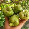 Trái nhàu khô 1kg hàng mới không mốc, không mọt