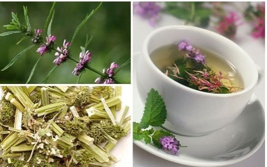 Cây ích mẫu loại 1