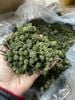 Trà nụ tam thất khô loại 1