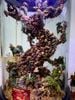 Bể Sâm Ngọc Linh bonsai 150 lít