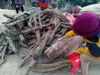 Cỏ béo tăng cân 1kg
