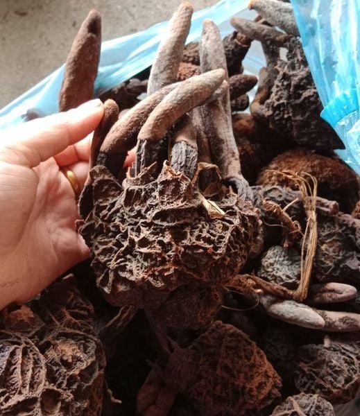 Nấm tích dương khô