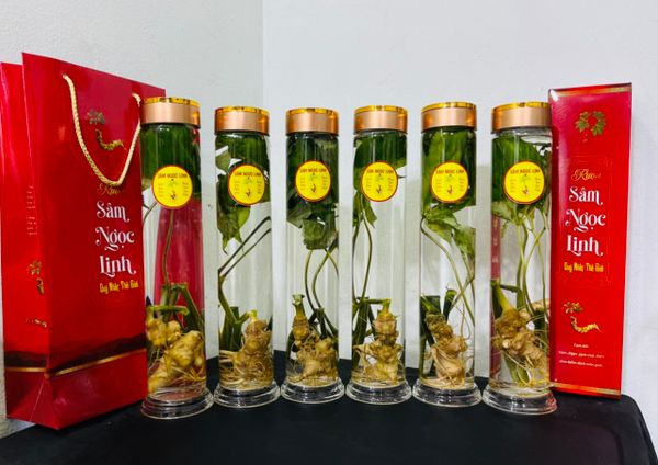 Sâm Ngọc Linh trồng lên bình 1 lít
