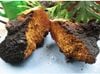 Nấm Chaga Nga loại 1 đã băm đã kiểm nghiệm