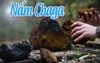 Nấm Chaga Nga loại 1 đã băm đã kiểm nghiệm
