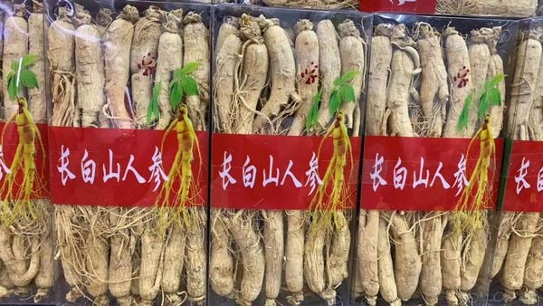 Nhân sâm khô size 60-70 củ/kg