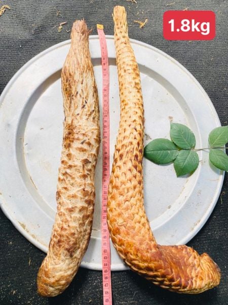 Nhục thung dung tươi hàng tuyển tươi già 1kg