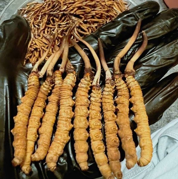 Đông Trùng Hạ Thảo Tây Tạng tươi hàng thiên nhiên hoang dã bán từ 10 con