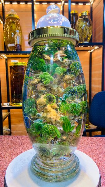 Sâm Ngọc Linh trồng lên bình 15 lít