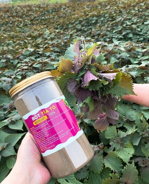 Bột tía tô sấy lạnh nguyên chất nhà làm