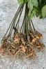 Giá tham khảo Sâm Ngọc Linh trồng lâu năm đầu dài rễ tơ size nhỏ