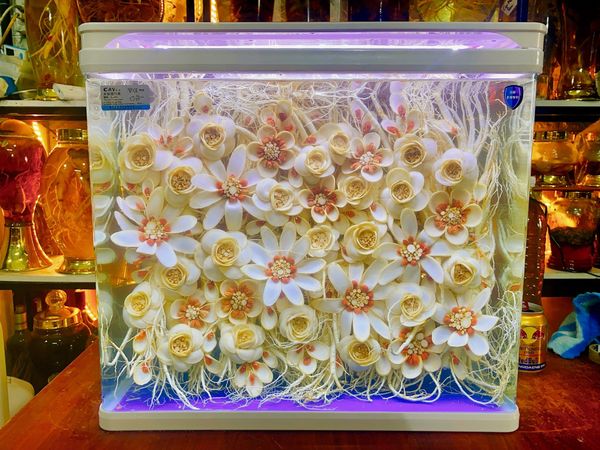 Bể hoa sâm Hàn 45 lít hàng làm theo yêu cầu