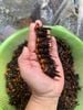 Ong đất cánh đen 1kg