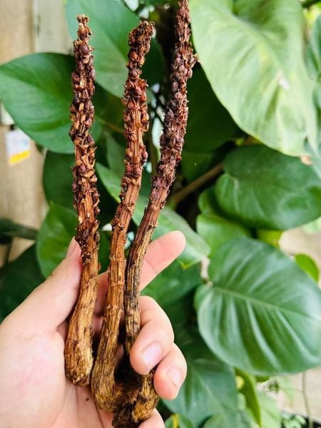 Cỏ bất lão hàng mới thơm ngon