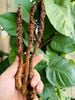 Cỏ bất lão hàng mới thơm ngon