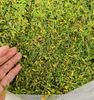 Trà Hoa đu đủ đực hàng sấy lạnh đẹp