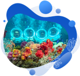  GÓI CAO CẤP: ĐI BỘ DƯỚI ĐÁY BIỂN 