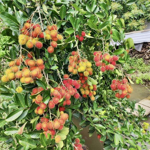  Chôm Chôm Java Nông trại NKN canh tác hữu cơ 