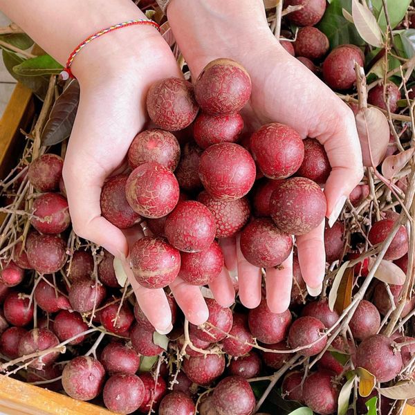  Nhãn Tím Nông Trại NKN 