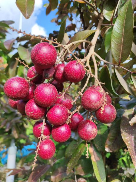  Nhãn Tím Nông Trại NKN 